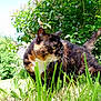 cat, tortoiseshell, grass, greenery, outdoor, nature, animal, pet, feline, leafy, sunlight, garden, whiskers, fur, tail, eyes, daylight, bush, plant, mammal