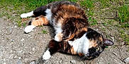 Néfère a rejoint le concours — aidez-le/la à gagner de superbes lots ! cat, calico, outdoor, grass, gravel, relaxed, sunlight, animal, pet, fur, nature, laying_down, whiskers, greenery, daylight, mammal, ground, closeup, cute, resting