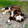 cat, calico, outdoor, grass, gravel, relaxed, sunlight, animal, pet, fur, nature, laying_down, whiskers, greenery, daylight, mammal, ground, closeup, cute, resting