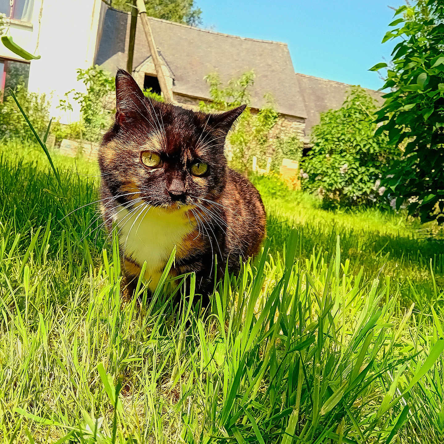 Néfère a rejoint le concours — aidez-le/la à gagner de superbes lots ! animal, blue_sky, building, cat, crouching, curious, daylight, eyes, fur, grass, greenery, house, mammal, nature, outdoor, pet, plants, sunny, tortoiseshell_cat, whiskers