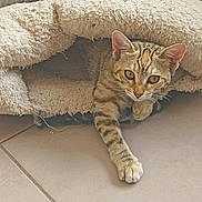 Aria participe au concours pour gagner de l'argent avec cette photo : cat, tabby, pet_bed, cozy, furry, paw, floor, tile, curious, animal, indoor, cute, resting, feline, whiskers, ears, eyes, fur, home, relaxed