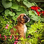 puppy, dog, brown_dog, outdoor, plants, flowers, greenery, nature, young_dog, cute, pet, sitting, garden, adorable, animal, fur, leaf, colorful, small_dog, side_view