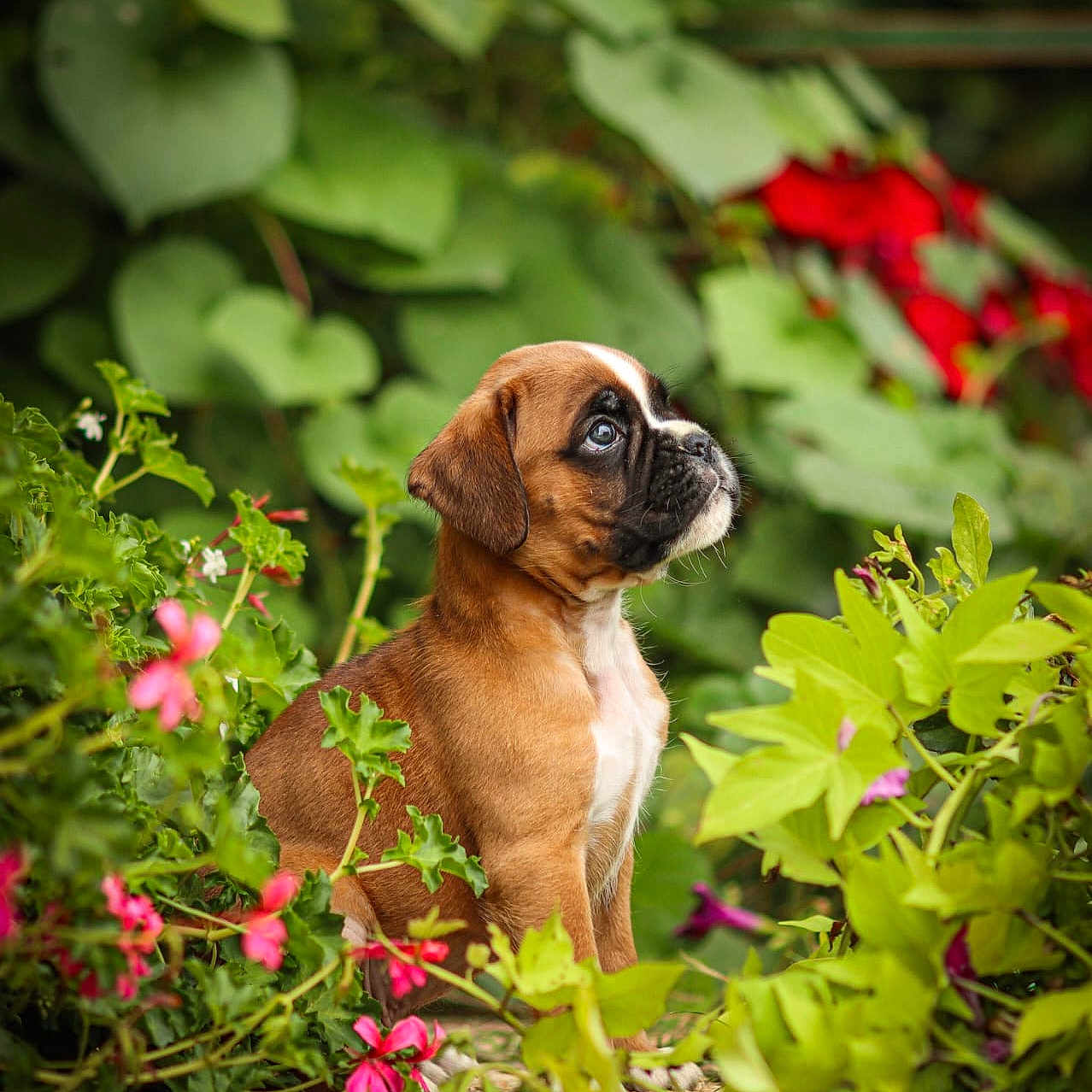 Aïdo a rejoint le concours — aidez-le/la à gagner de superbes lots ! adorable, animal, brown_dog, colorful, cute, dog, flowers, fur, garden, greenery, leaf, nature, outdoor, pet, plants, puppy, side_view, sitting, small_dog, young_dog