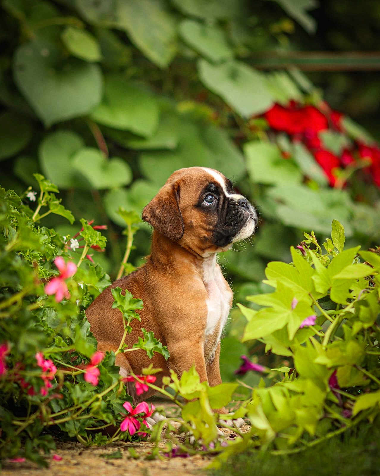 Aïdo a rejoint le concours — aidez-le/la à gagner de superbes lots ! puppy, dog, brown_dog, outdoor, plants, flowers, greenery, nature, young_dog, cute, pet, sitting, garden, adorable, animal, fur, leaf, colorful, small_dog, side_view