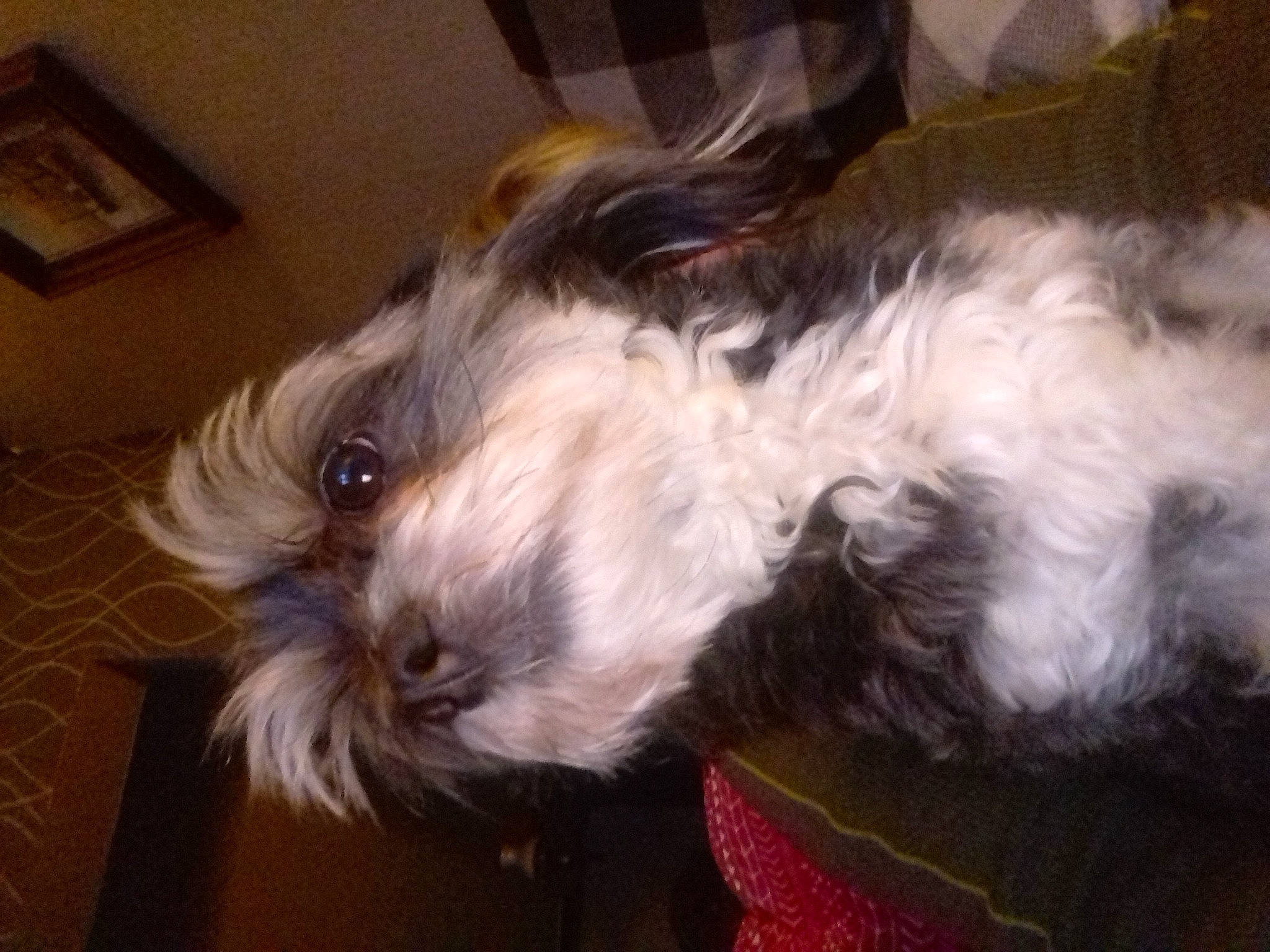 Bouchon a rejoint le concours — aidez-le/la à gagner de superbes lots ! canidae, carnivore, companion_dog, dog, dog_breed, ear, fawn, fur, liver, pet_supply, picture_frame, schnauzer, small_terrier, snout, sporting_group, tail, terrier, toy_dog, whiskers, working_animal