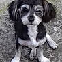 Bouchon participe au concours pour gagner de l'argent avec cette photo : adorable, animal, black_and_white, canine, companion, concrete, cute, dog, ears, face, friendly, fur, looking, outdoor, paw, pet, puppy, sitting, small, young