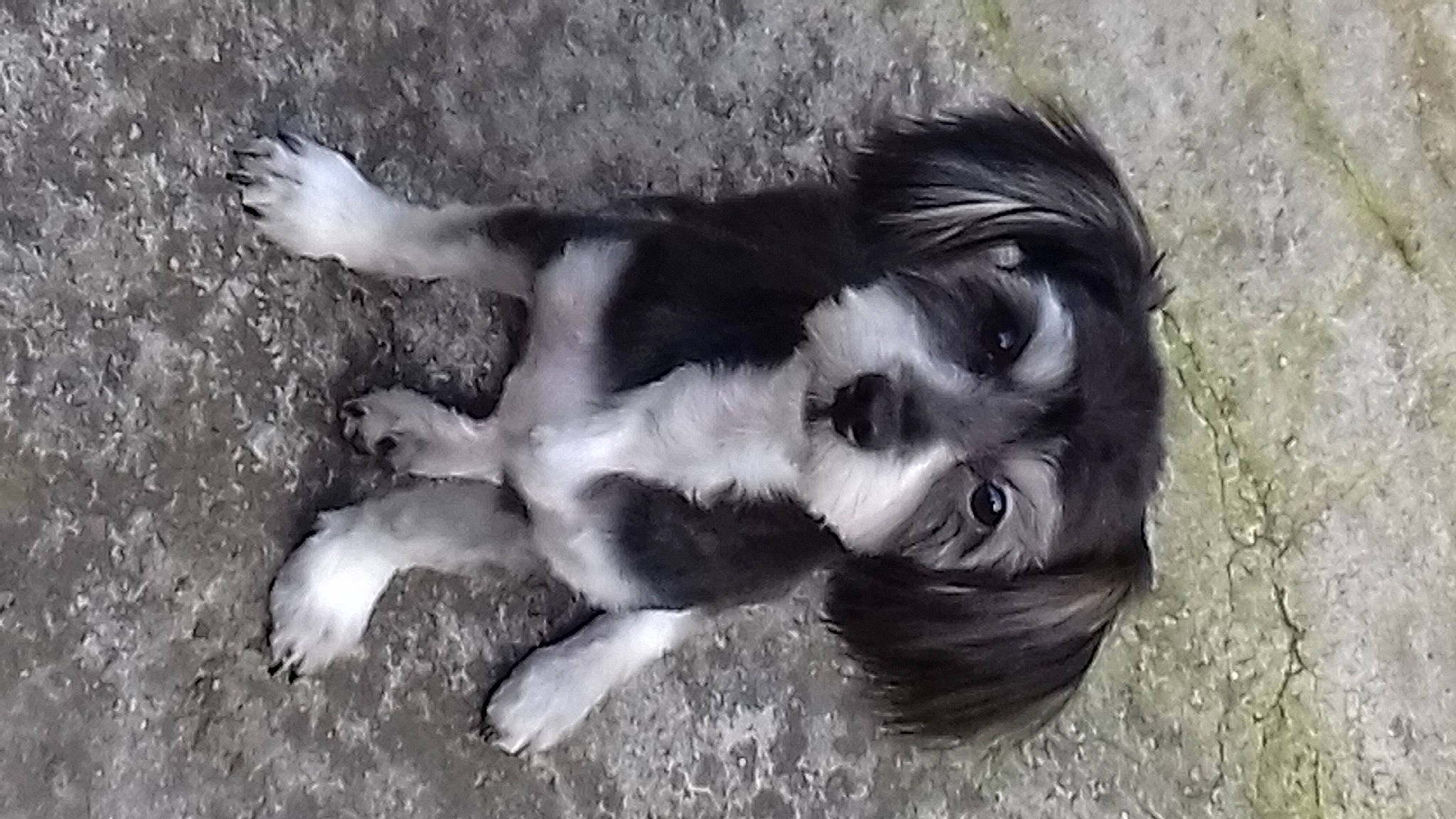 Bouchon a rejoint le concours — aidez-le/la à gagner de superbes lots ! art, companion_dog, dog, dog_breed, fur, grass, monochrome, monochrome_photography, painting, shadow, tree, water