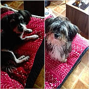 Bouchon a rejoint le concours — aidez-le/la à gagner de superbes lots ! animal, bed, black_and_white, blanket, companion, cozy, curious, cute, dog, domestic, floor, furniture, indoor, lying_down, pet, red_blanket, resting, shaggy_fur, small_dog, tile_floor