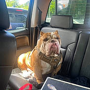 Reggie joined the competition — help win amazing prizes! bulldog, dog, car_interior, backseat, sunlight, window, seatbelt, leather_seat, pet_harness, brown_dog, vehicle, daylight, outdoor_view, seat, companion_animal, resting, canine, transportation, travel, casual