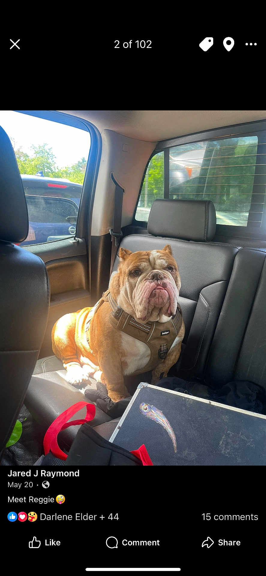 Reggie joined the competition — help win amazing prizes! bulldog, dog, car_interior, backseat, sunlight, window, seatbelt, leather_seat, pet_harness, brown_dog, vehicle, daylight, outdoor_view, seat, companion_animal, resting, canine, transportation, travel, casual