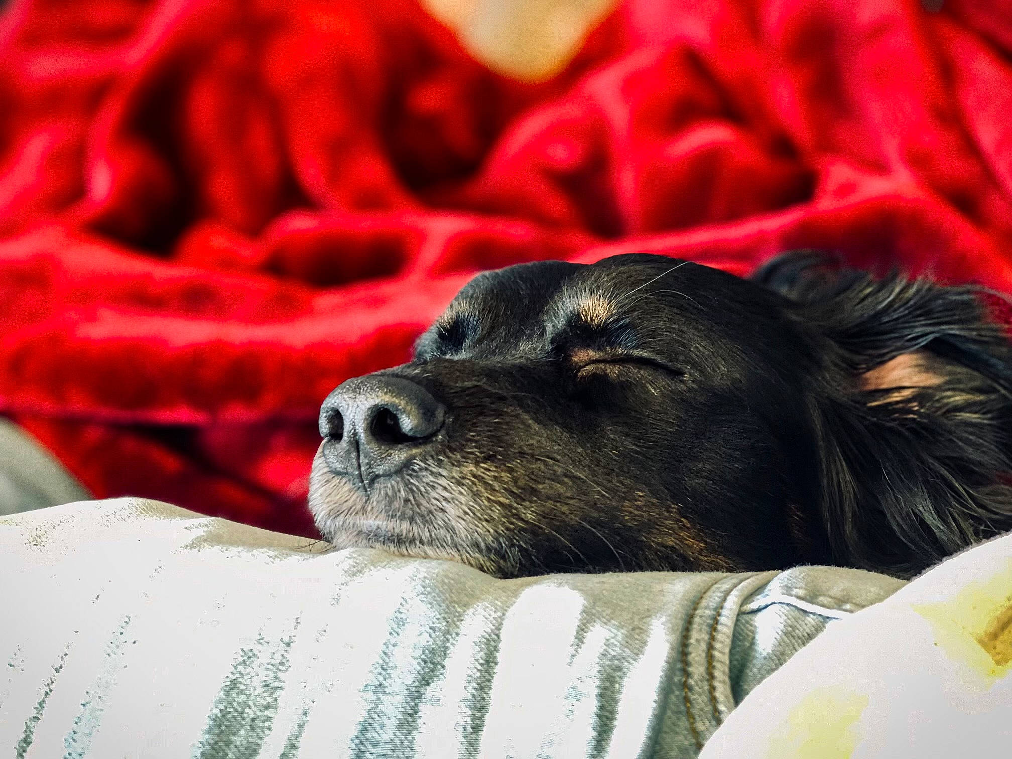 Ryder is registered to the contest to win money with this photo: canidae, carmine, carnivore, comfort, companion_dog, dog, dog_breed, fawn, fur, human_leg, linens, magenta, nap, petal, sleep, snout, sporting_group, toy_dog, whiskers, working_animal