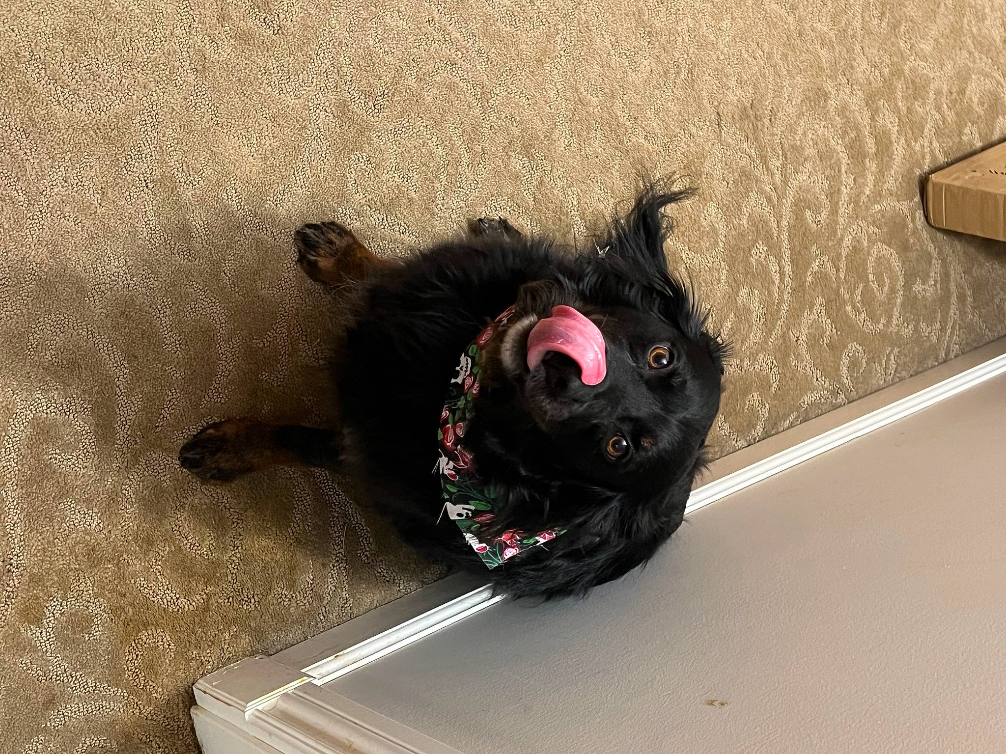 Ryder joined the competition — help win amazing prizes! asphalt, auto_part, automotive_exterior, automotive_lighting, bumper, carnivore, companion_dog, dog, dog_breed, eyewear, felidae, hood, leash, personal_protective_equipment, road_surface, small_to_medium_sized_cats, tail, toy, toy_dog, vehicle_door