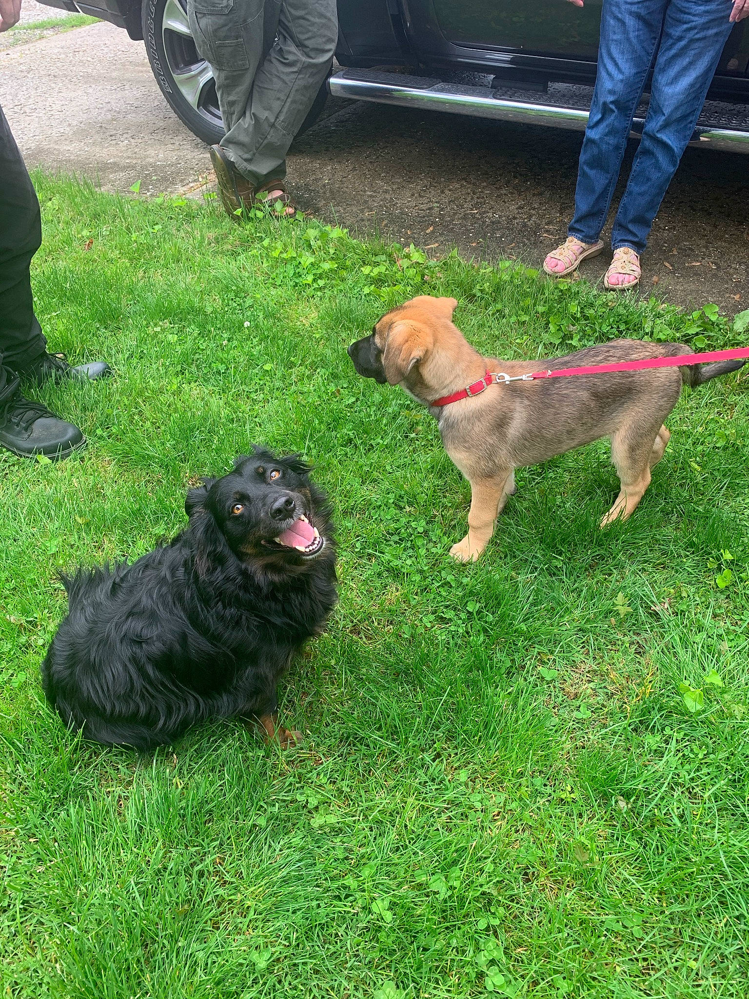 Ryder joined the competition — help win amazing prizes! carnivore, collar, companion_dog, dog, dog_breed, dog_collar, fur, garden_hose, grass, guard_dog, gun_dog, hose, lawn, leash, liver, mammal, tail, vertebrate, working_animal, working_dog