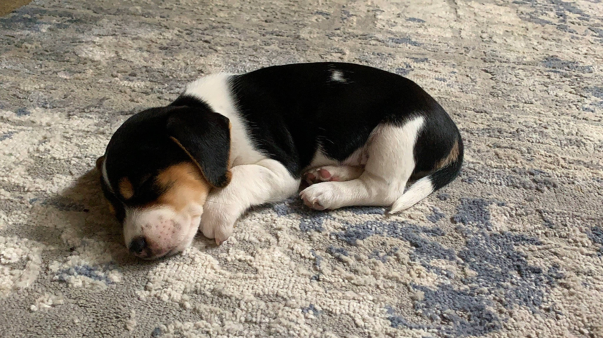 Lenny And Lesslie joined the competition — help win amazing prizes! asphalt, canidae, carnivore, companion_dog, dog, dog_breed, hound, non_sporting_group, paw, road_surface, scent_hound, sporting_group, terrestrial_animal