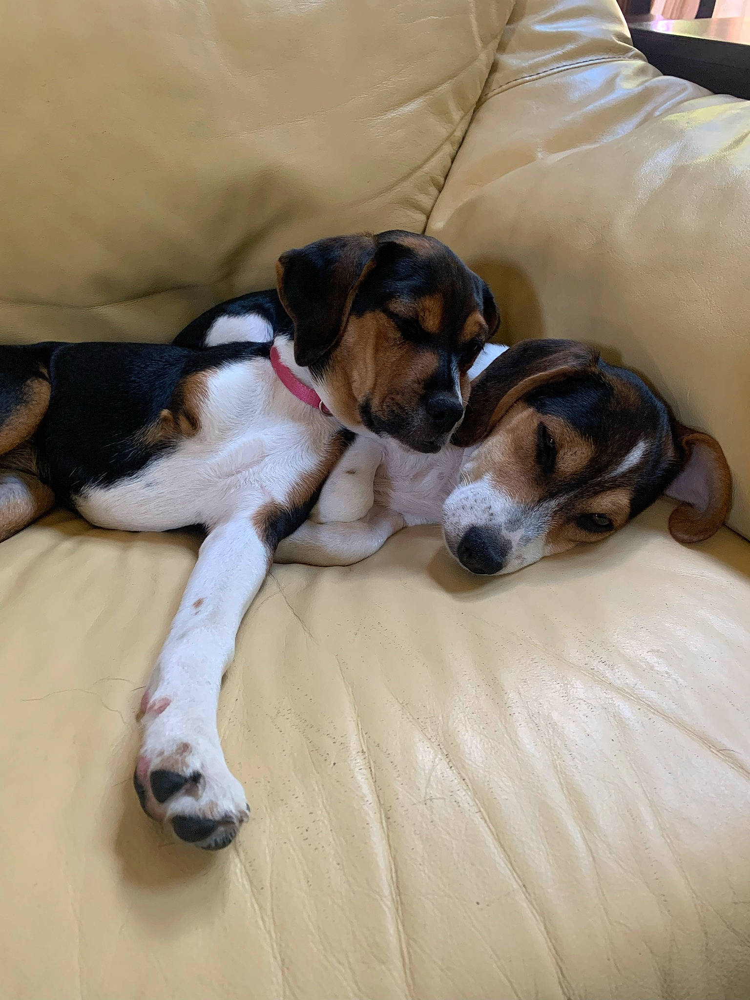 Lenny And Lesslie is registered to the contest to win money with this photo: beaglier, bored, canidae, carnivore, comfort, companion_dog, couch, dog, dog_breed, fawn, flooring, hardwood, living_room, paw, puppy_love, scent_hound, snout, sporting_group, toy_dog, working_animal