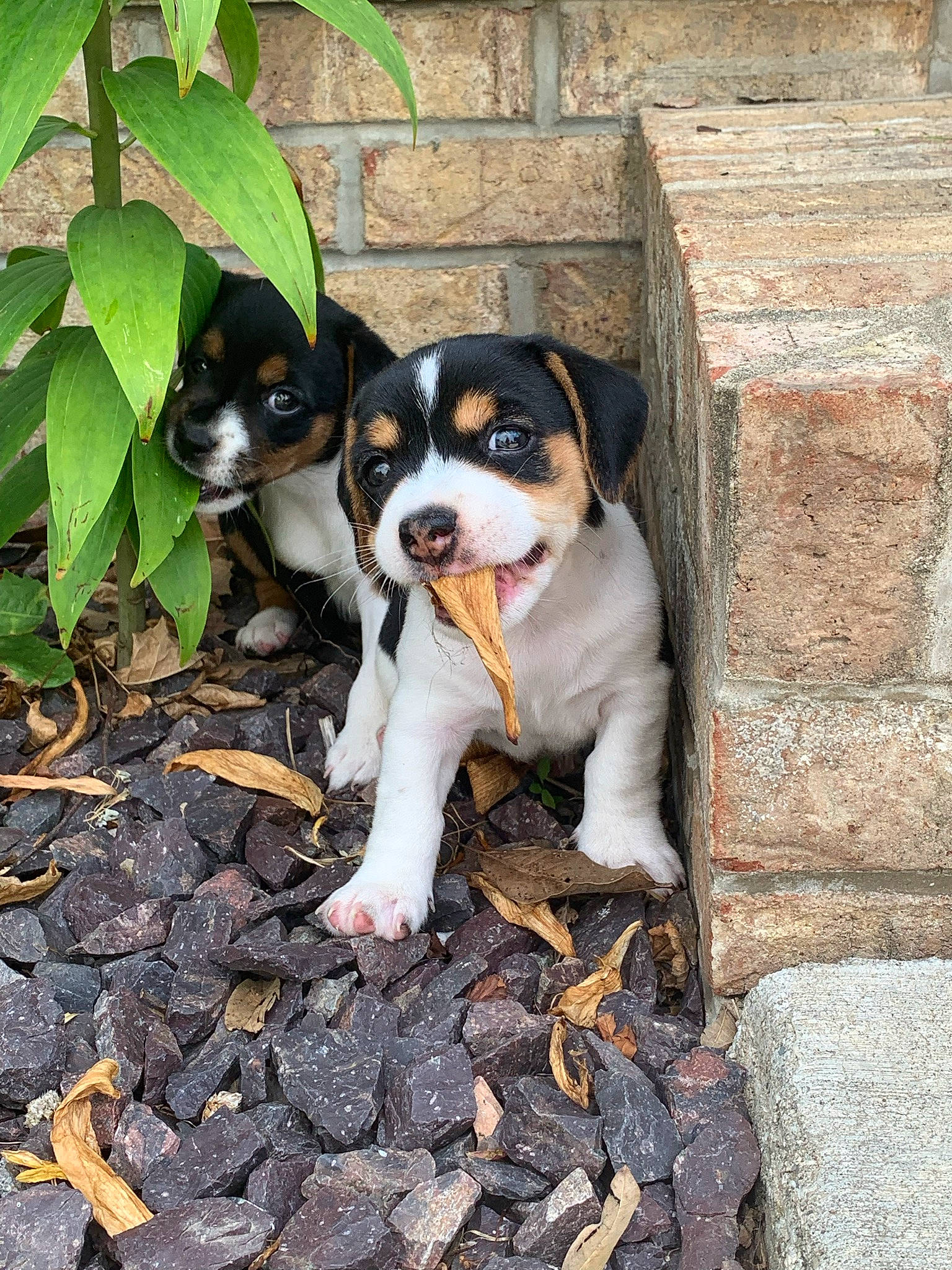 Lenny And Lesslie is registered to the contest to win money with this photo: canidae, carnivore, companion_dog, dog, dog_breed, fawn, plant, rock, snout, soil, sporting_group, tail, terrier, toy_dog, tree, working_animal, working_dog