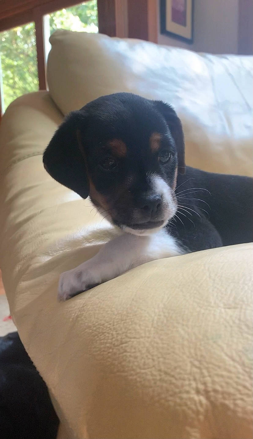 Lenny And Lesslie is registered to the contest to win money with this photo: bored, canidae, carnivore, comfort, companion_dog, couch, dog, dog_breed, nap, snout, sporting_group, terrestrial_animal, whiskers, working_animal