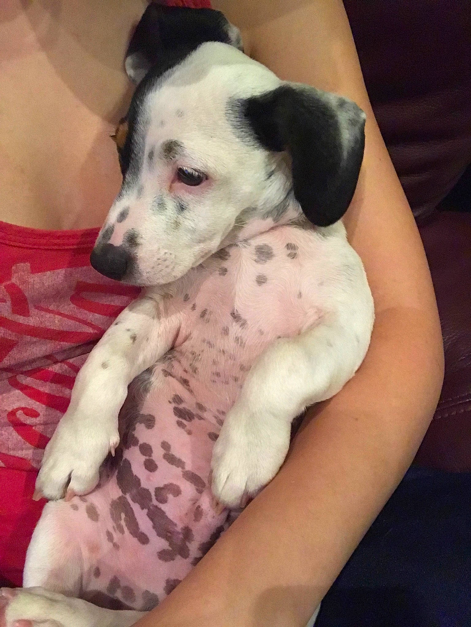 Lewis joined the competition — help win amazing prizes! canidae, carnivore, comfort, companion_dog, couch, dalmatian, dog, dog_breed, dog_supply, fawn, foot, fur, non_sporting_group, paw, puppy_love, snout, sporting_group, terrestrial_animal, whiskers, working_animal