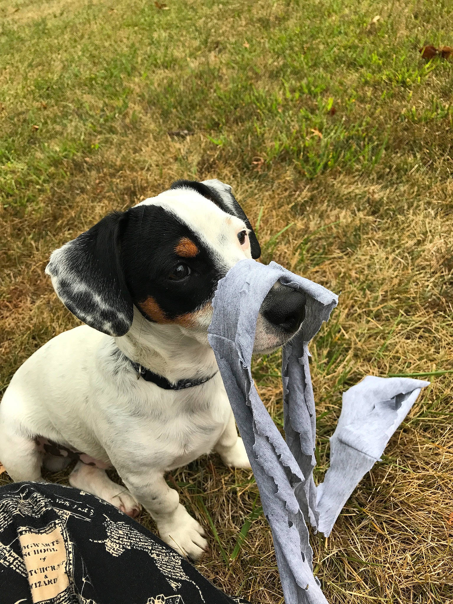 Lewis is registered to the contest to win money with this photo: carnivore, collar, companion_dog, dog, dog_breed, dog_collar, grass, hunting_dog, irishjacks, non_sporting_group, sporting_group, terrier, working_animal