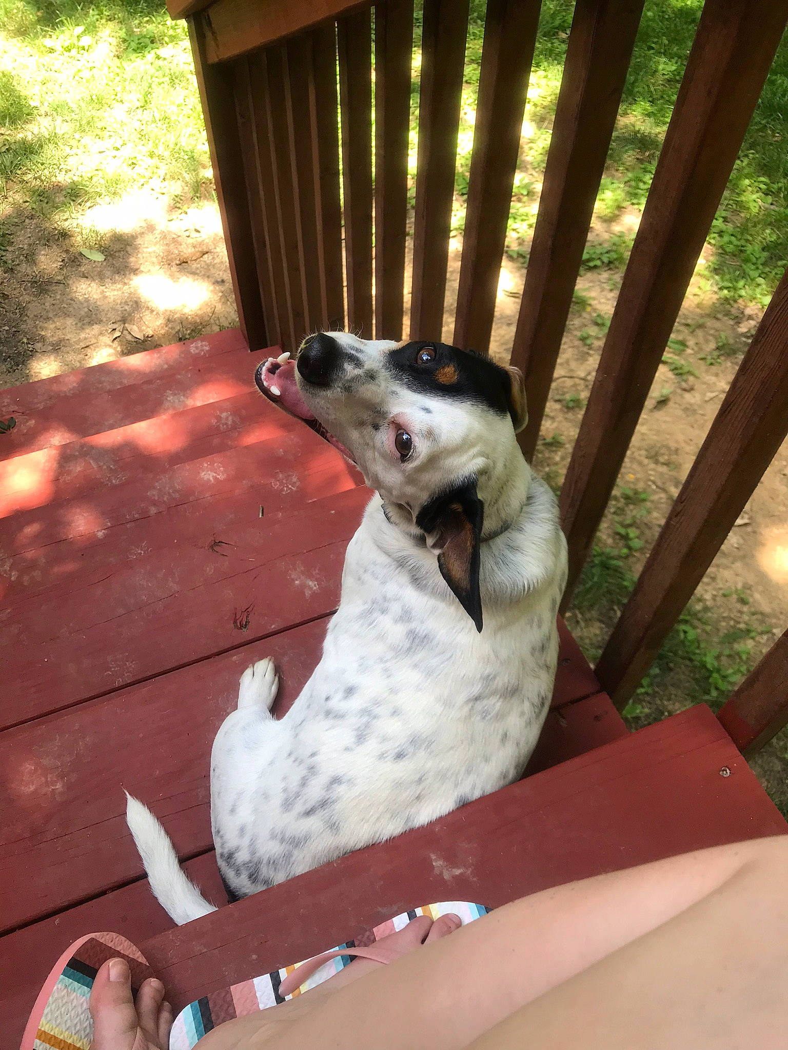 Lewis is registered to the contest to win money with this photo: beak, canidae, carnivore, companion_dog, dog, dog_breed, fawn, fence, grass, non_sporting_group, recreation, seabird, shade, sitting, snout, sporting_group, tail, terrestrial_animal, wildlife, wood