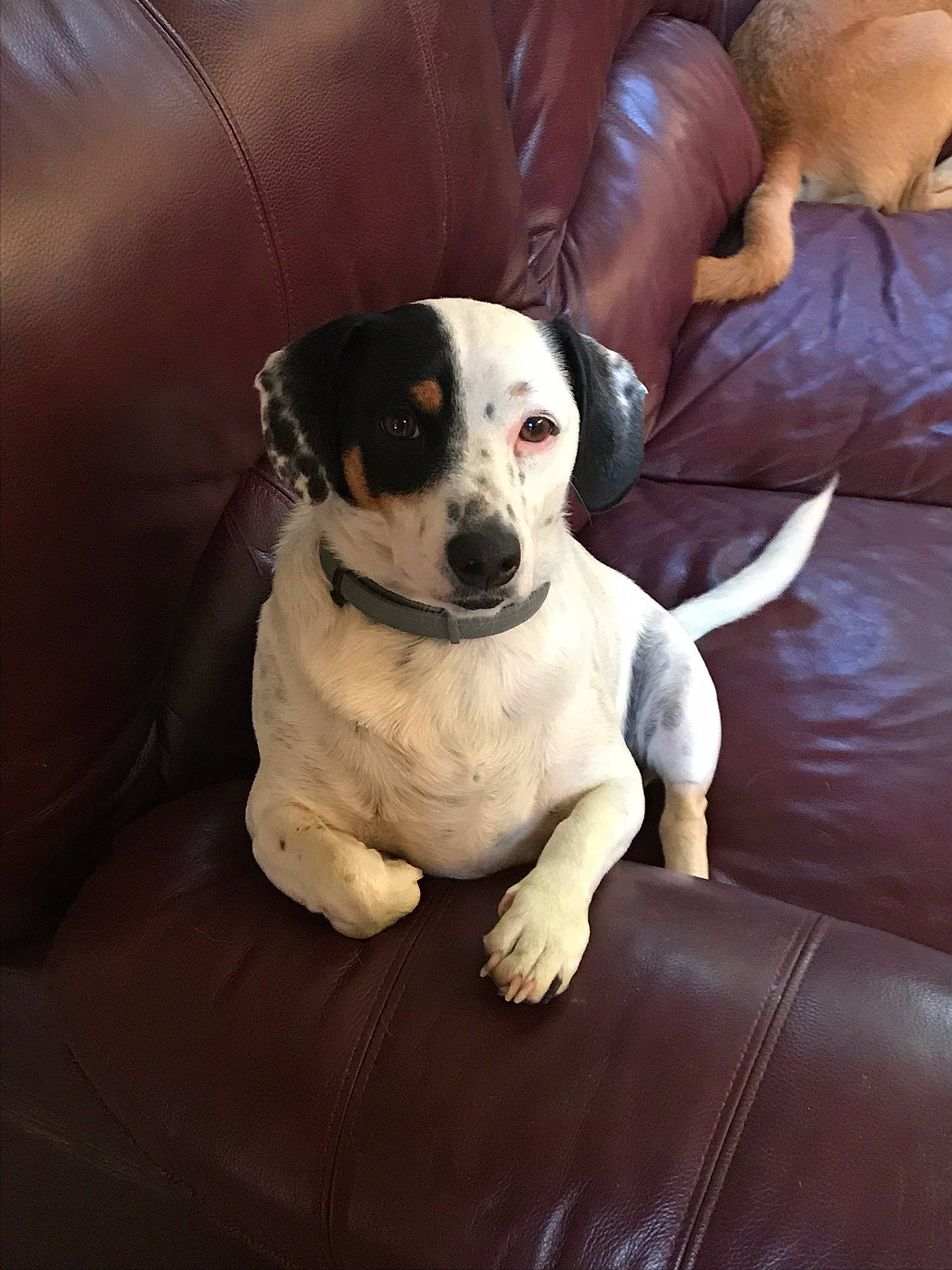 Lewis joined the competition — help win amazing prizes! bored, canidae, carnivore, collar, comfort, companion_dog, couch, dog, dog_breed, non_sporting_group, paw, sitting, sleeper_chair, snout, sporting_group, studio_couch, toy_dog, whiskers, working_animal