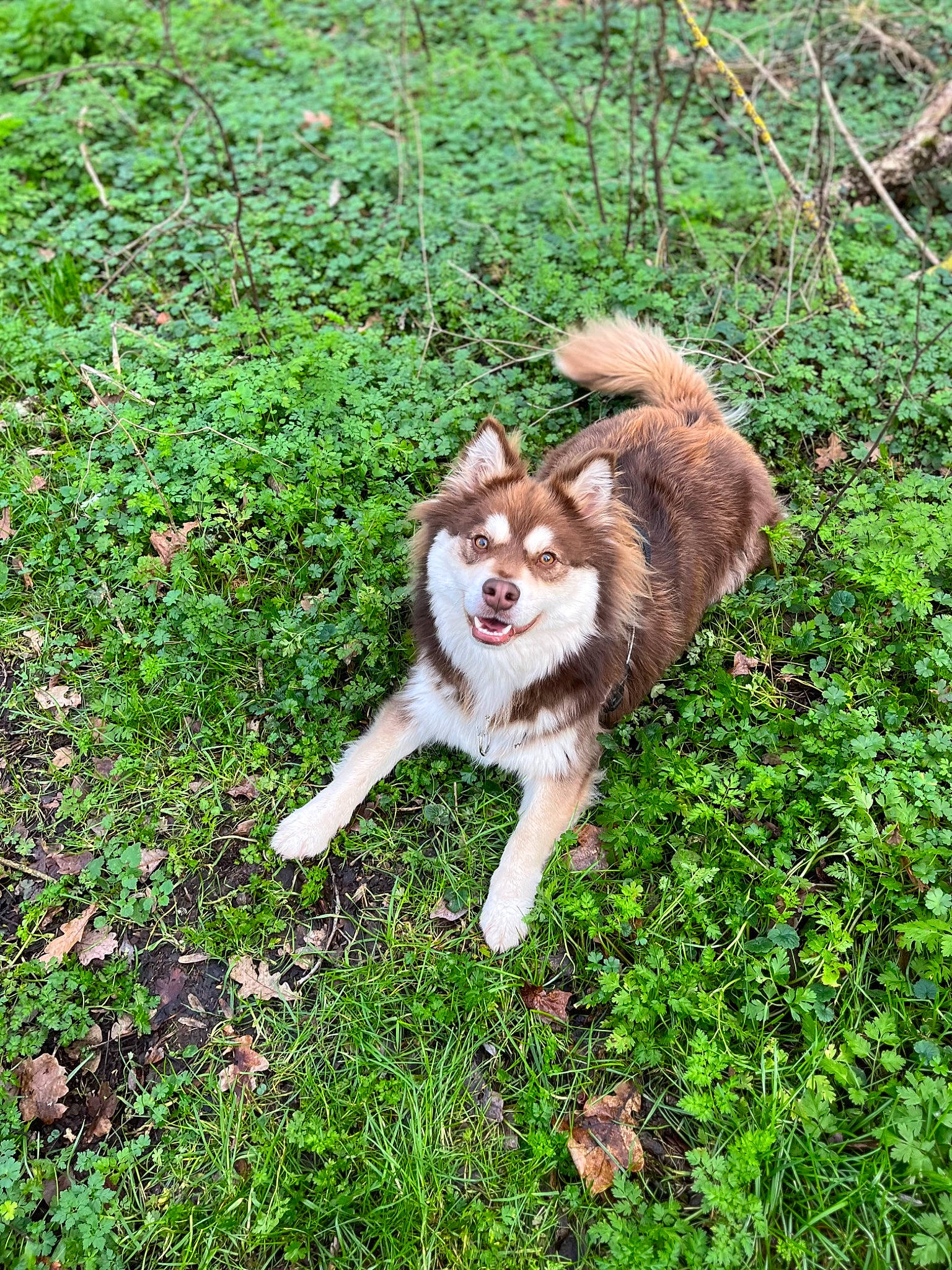 Sparrow a rejoint le concours — aidez-le/la à gagner de superbes lots ! australian_shepherd, border_collie, canidae, canis, carnivore, companion_dog, dog, dog_breed, fawn, felidae, fur, grass, groundcover, herding_dog, plant, sporting_group, tail, terrestrial_animal, wildlife, working_dog