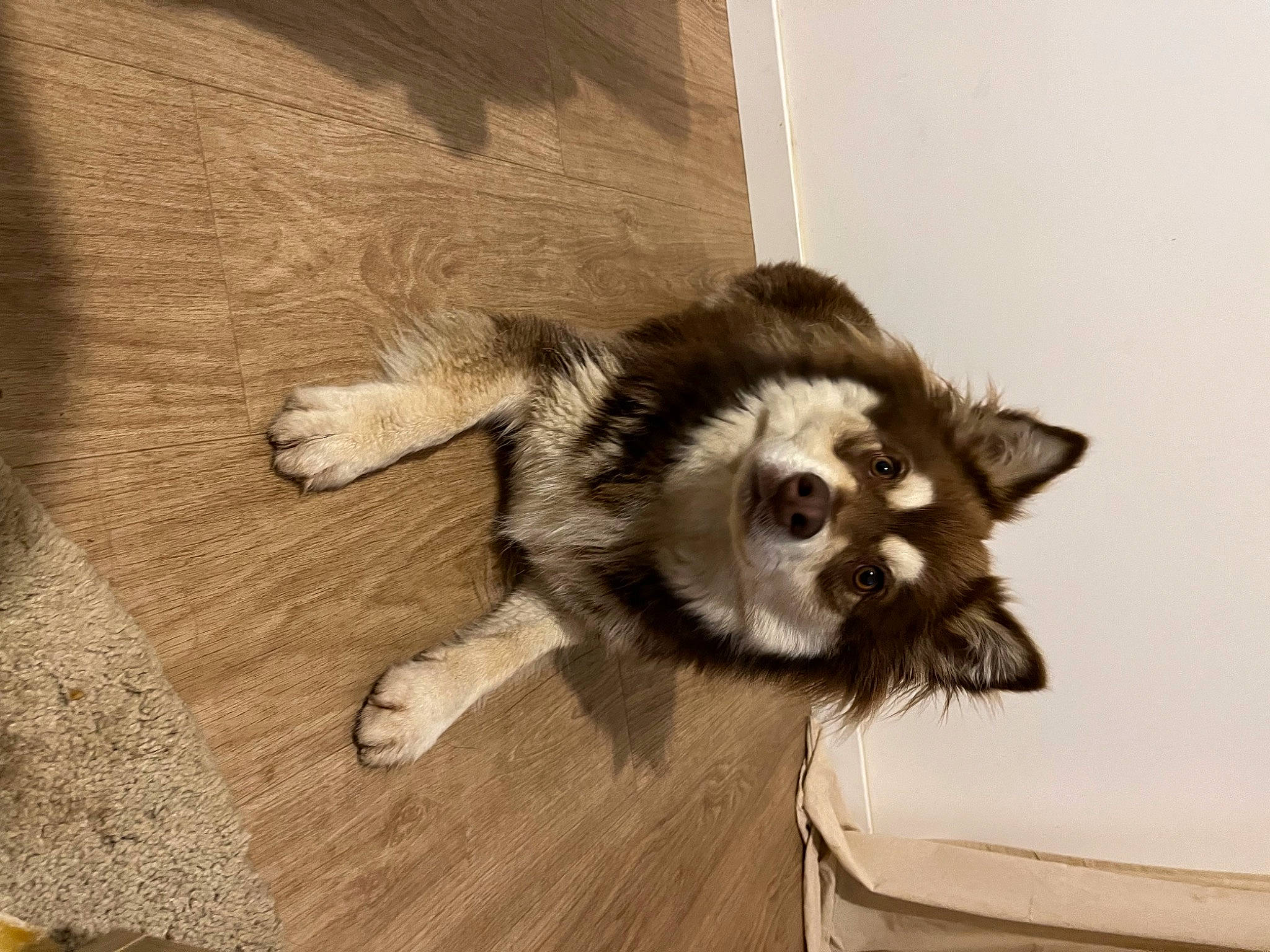 Sparrow a rejoint le concours — aidez-le/la à gagner de superbes lots ! canidae, carnivore, claw, companion_dog, dog, dog_breed, fawn, felidae, flooring, fur, hardwood, paw, small_to_medium_sized_cats, snout, sporting_group, tail, terrestrial_animal, whiskers, wood, working_animal