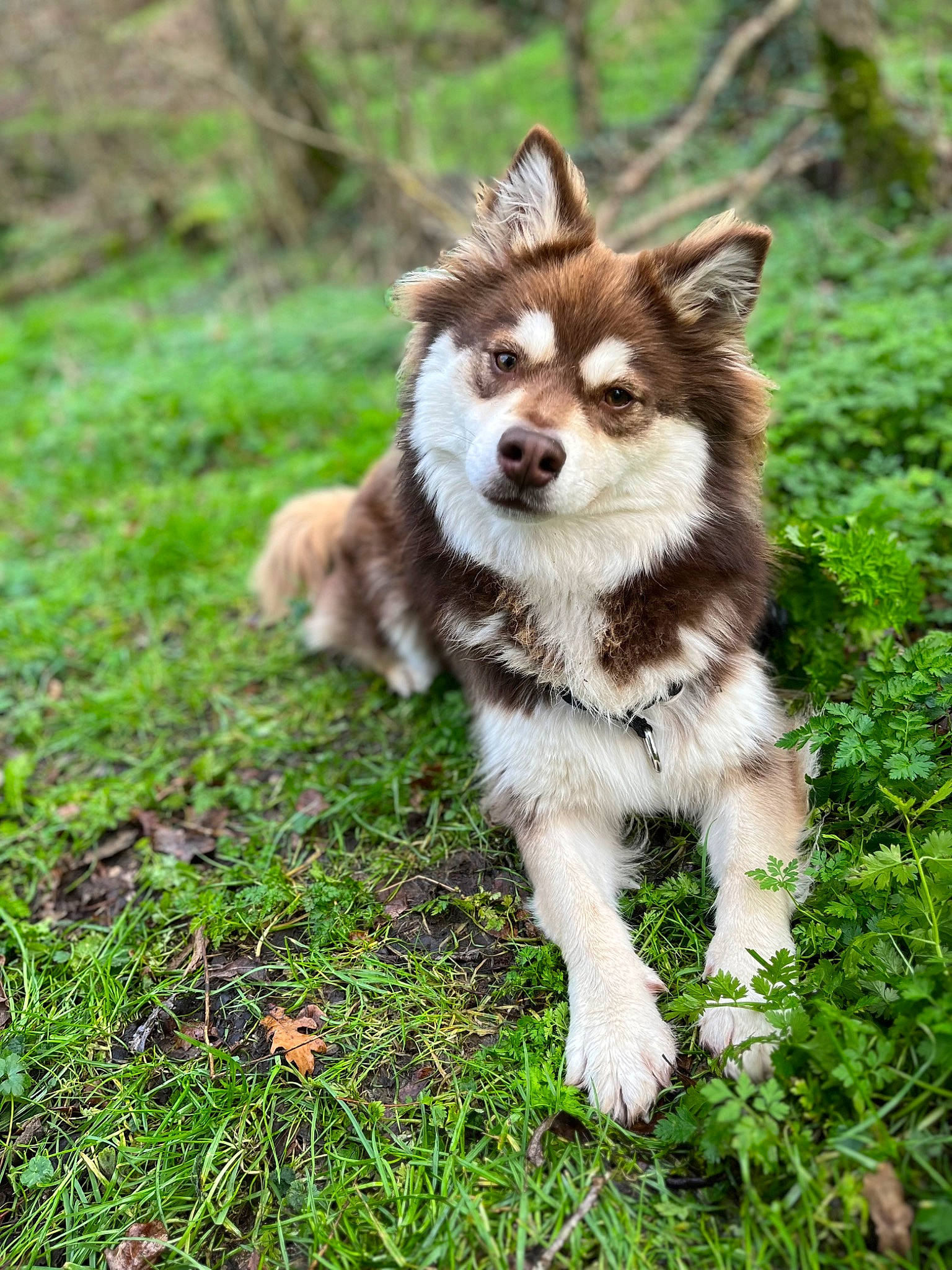 Sparrow participe au concours pour gagner de l'argent avec cette photo : ancient_dog_breeds, canidae, carnivore, companion_dog, dog, dog_breed, fawn, forest, fur, grass, groundcover, herding_dog, plant, sporting_group, tail, terrestrial_animal, wildlife, working_animal, working_dog