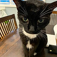 Romeo is registered to the contest to win money with this photo: cat, tuxedo_cat, black_and_white, whiskers, green_eyes, table, wooden_table, chair, wooden_chair, window, blinds, indoor, pet, animal, feline, close_up, domestic_cat, curious, sitting, household