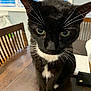 cat, tuxedo_cat, black_and_white, whiskers, green_eyes, table, wooden_table, chair, wooden_chair, window, blinds, indoor, pet, animal, feline, close_up, domestic_cat, curious, sitting, household