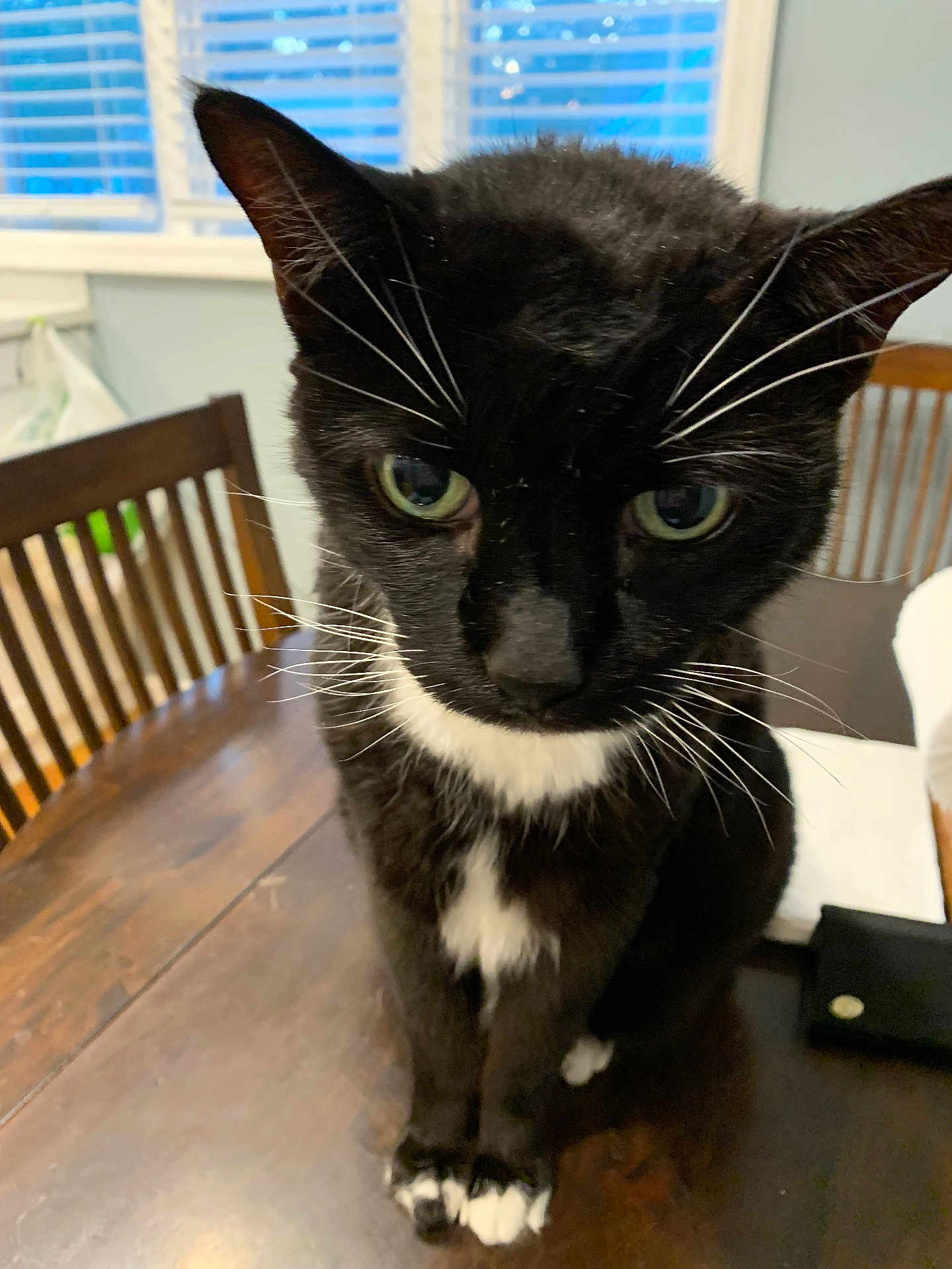 Romeo is registered to the contest to win money with this photo: cat, tuxedo_cat, black_and_white, whiskers, green_eyes, table, wooden_table, chair, wooden_chair, window, blinds, indoor, pet, animal, feline, close_up, domestic_cat, curious, sitting, household