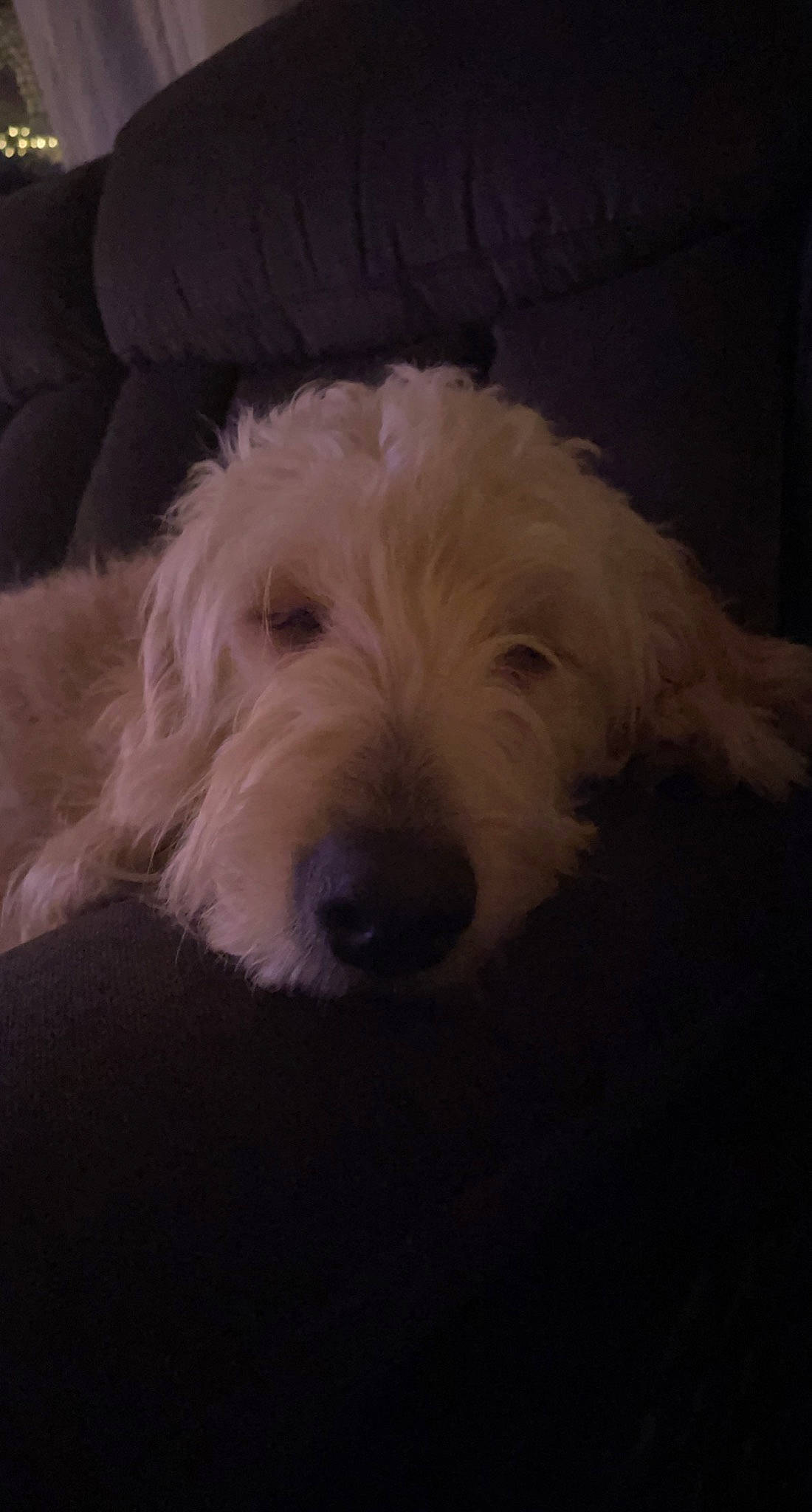 Barrett is registered to the contest to win money with this photo: canidae, carnivore, cloud, companion_dog, darkness, dog, dog_breed, fur, giant_dog_breed, labradoodle, maltepoo, non_sporting_group, puppy, small_terrier, snout, sporting_group, terrier, toy_dog, water_dog, working_animal