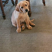 Parker joined the competition — help win amazing prizes! puppy, dog, yellow_labrador, carpet, wooden_chair, table_leg, indoor, pet, animal, cute, sitting, floor, furniture, domestic, young, canine, looking_up, head_tilt, brown, cozy