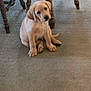 puppy, dog, yellow_labrador, carpet, wooden_chair, table_leg, indoor, pet, animal, cute, sitting, floor, furniture, domestic, young, canine, looking_up, head_tilt, brown, cozy