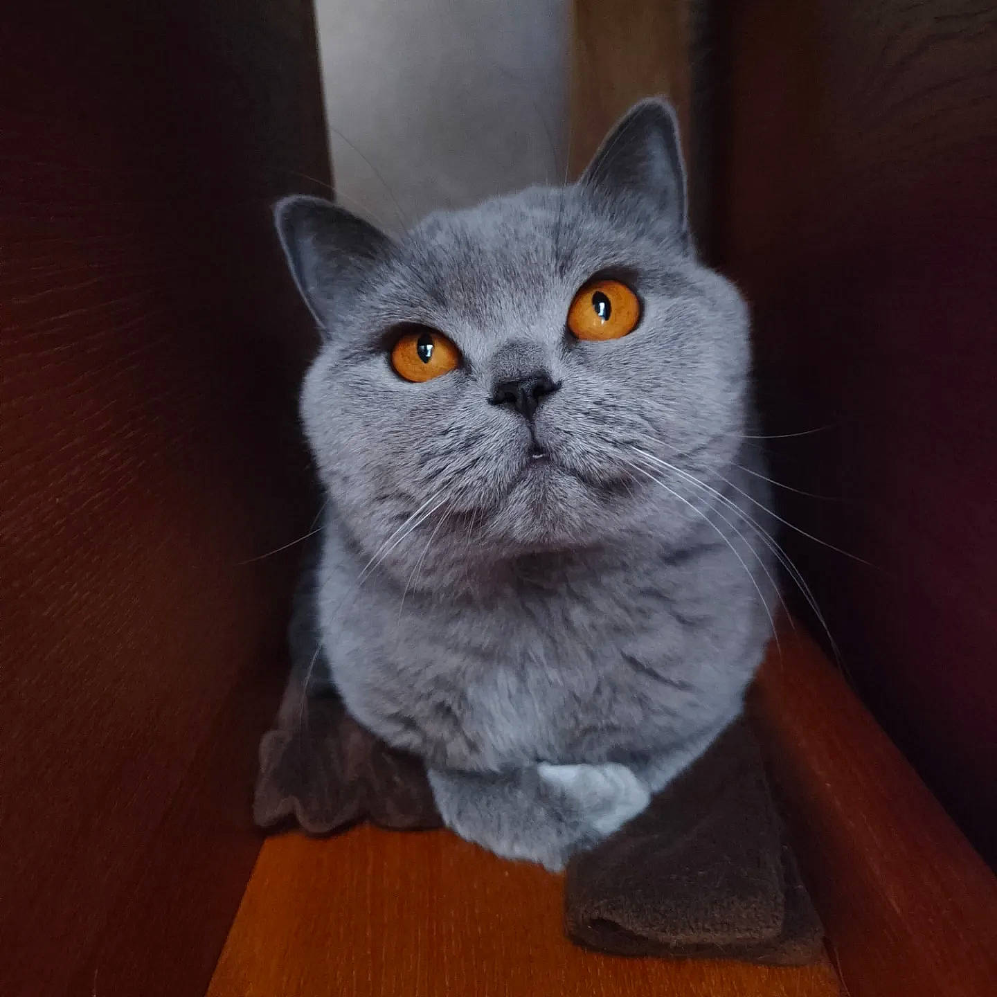 Néguev a rejoint le concours — aidez-le/la à gagner de superbes lots ! carnivore, cat, domestic_short_haired_cat, felidae, fur, grey, hardwood, russian_blue, small_to_medium_sized_cats, snout, tail, whiskers