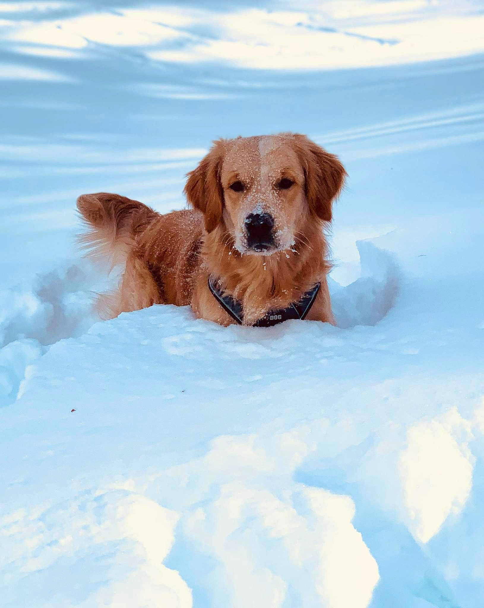 Sparrow a rejoint le concours — aidez-le/la à gagner de superbes lots ! canidae, carnivore, companion_dog, dog, dog_breed, dog_supply, fawn, freezing, gun_dog, liver, pet_supply, puppy, recreation, retriever, sky, snout, snow, sporting_group, winter, working_animal
