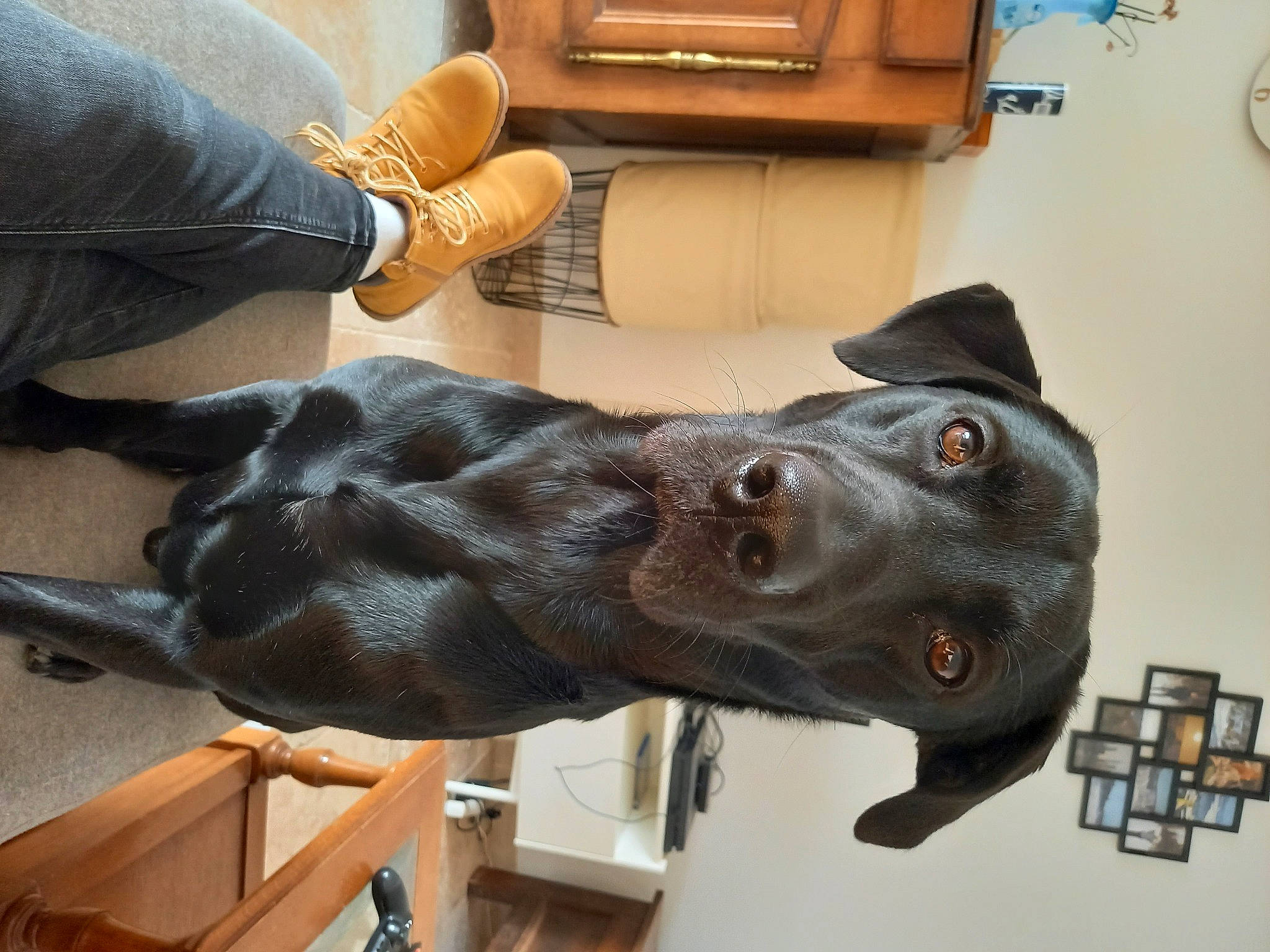 Milio participe au concours pour gagner de l'argent avec cette photo : art, cabinetry, canidae, carnivore, clock, collar, companion_dog, dog, dog_breed, ear, fawn, fur, head, liver, metal, sculpture, snout, sporting_group, wood, working_animal