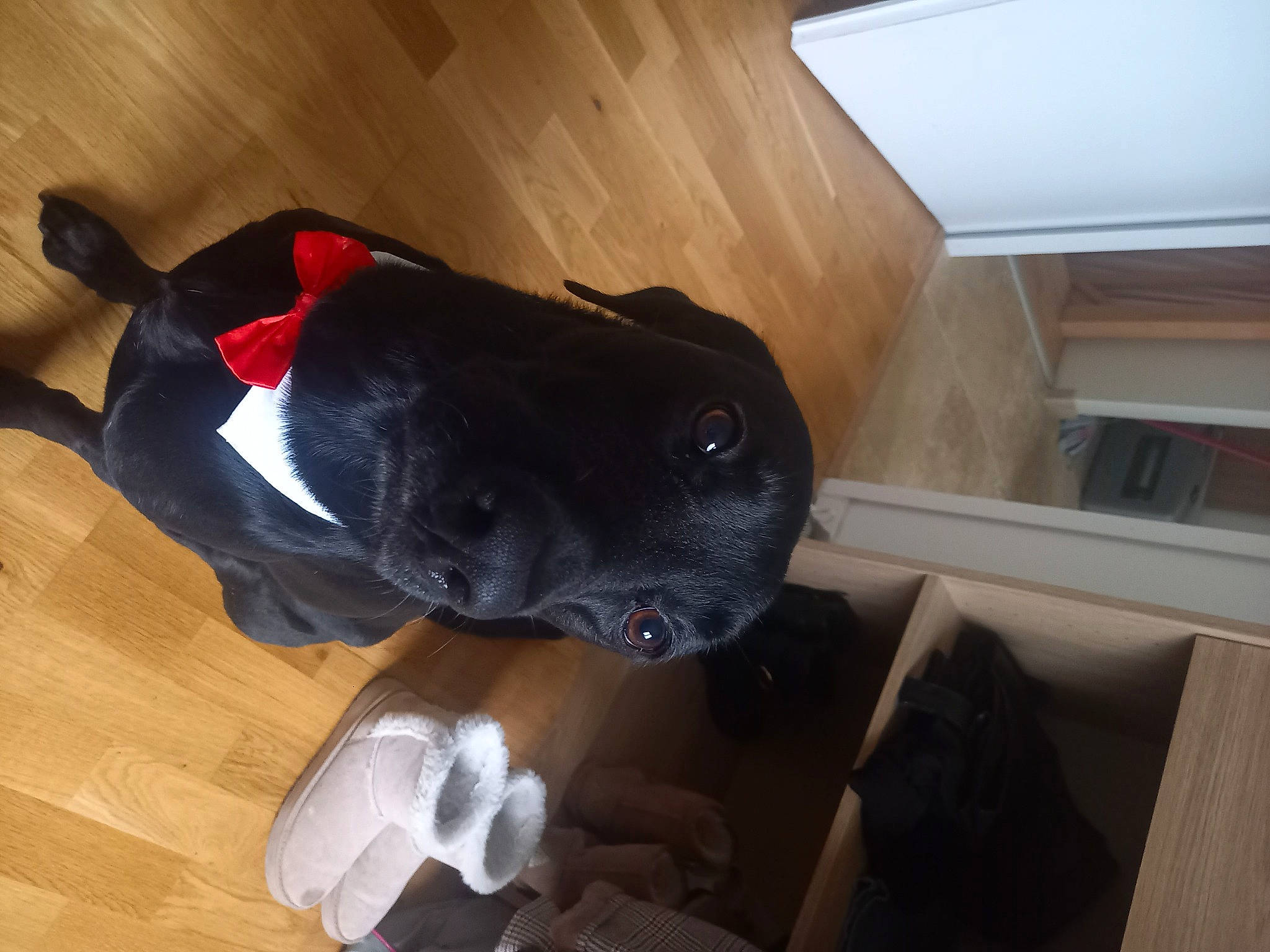 Milio a rejoint le concours — aidez-le/la à gagner de superbes lots ! borador, canidae, carnivore, companion_dog, dog, dog_breed, electric_blue, fawn, floor, flooring, fur, hardwood, non_sporting_group, personal_protective_equipment, snout, sporting_group, tail, wood, wood_flooring, wood_stain