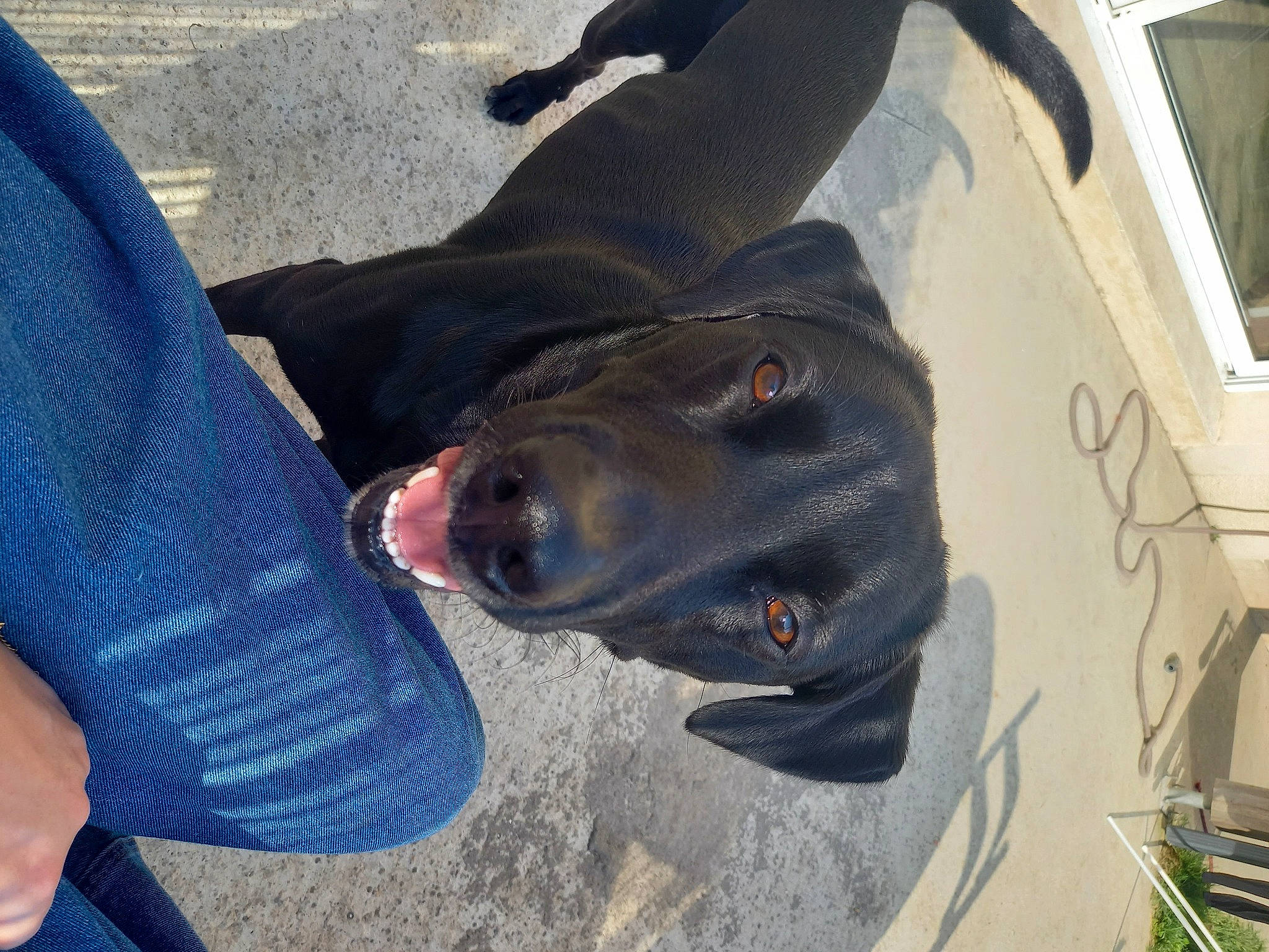 Milio a rejoint le concours — aidez-le/la à gagner de superbes lots ! canidae, carnivore, collar, comfort, dog, dog_breed, electric_blue, fang, fish, foot, guard_dog, non_sporting_group, snout, sporting_group, terrestrial_animal, working_animal