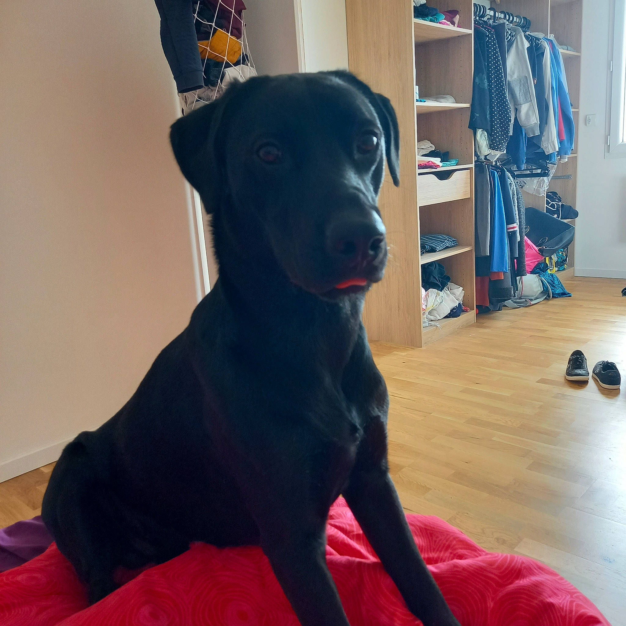 Milio participe au concours pour gagner de l'argent avec cette photo : blue, borador, canidae, carnivore, collar, comfort, companion_dog, dog, dog_breed, dog_collar, electric_blue, flooring, hardwood, liver, non_sporting_group, pet_supply, shelf, snout, sporting_group, working_animal