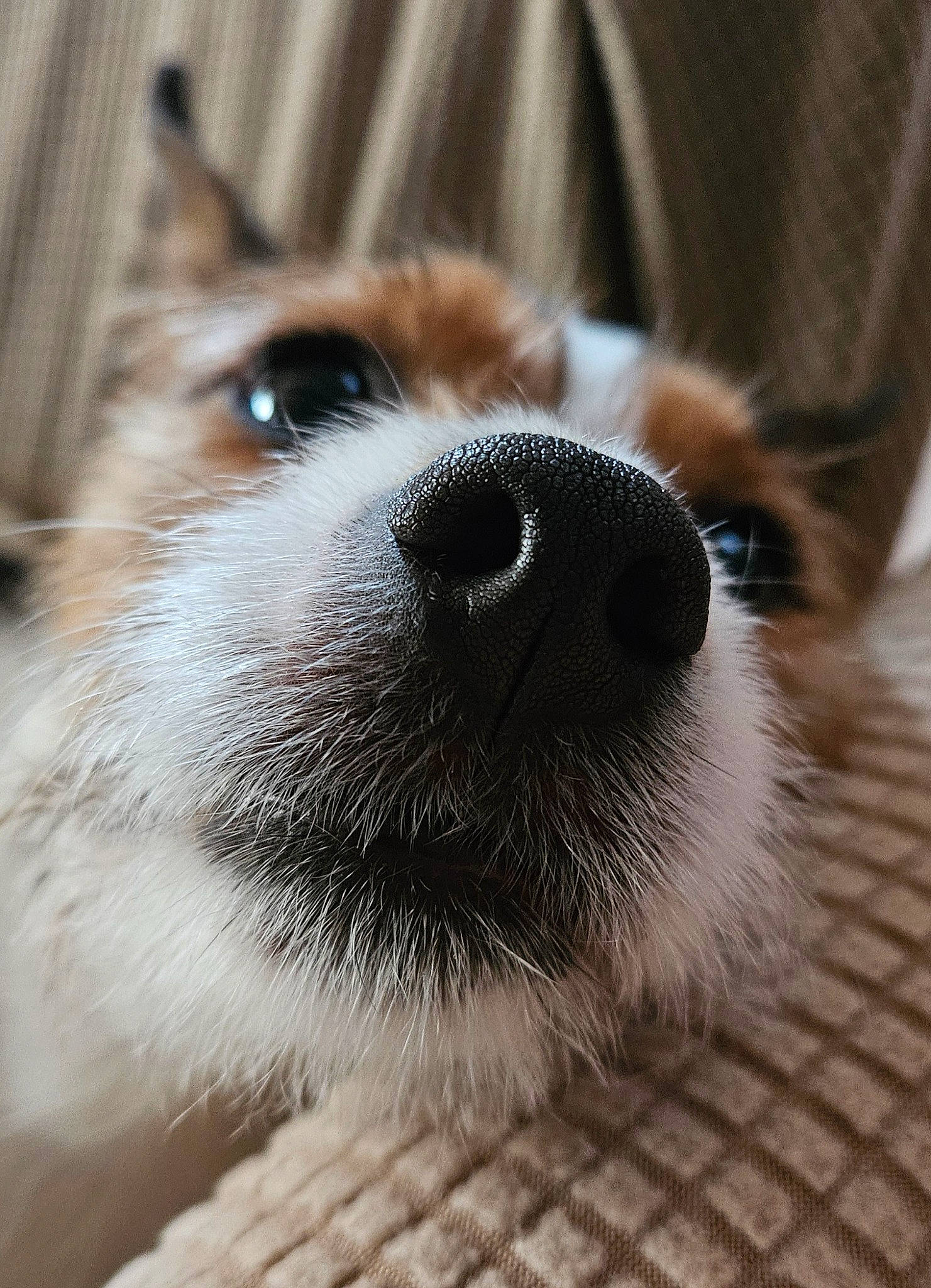 Socket participe au concours pour gagner de l'argent avec cette photo : canidae, carnivore, claw, companion_dog, dog, dog_breed, fawn, fur, mammal, paw, puppy, small_terrier, snout, sporting_group, terrestrial_animal, terrier, toy_dog, whiskers, wood, working_animal