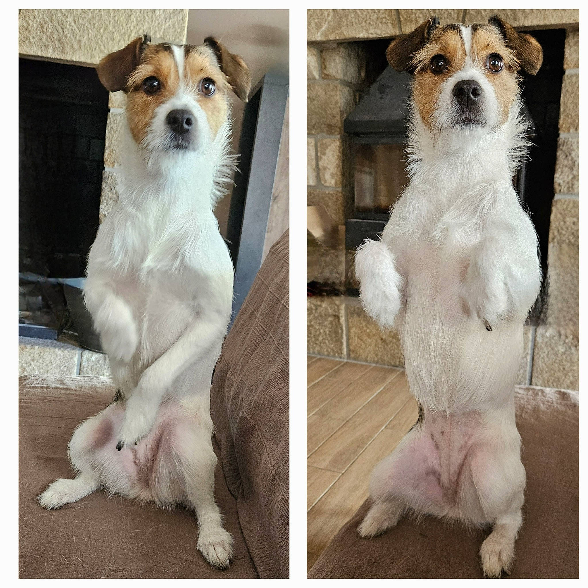 Socket a rejoint le concours — aidez-le/la à gagner de superbes lots ! ancient_dog_breeds, art, carnivore, companion_dog, dog, dog_breed, font, fur, metal, pattern, paw, photo_caption, photography, rectangle, snout, stock_photography, terrestrial_animal, whiskers, working_animal