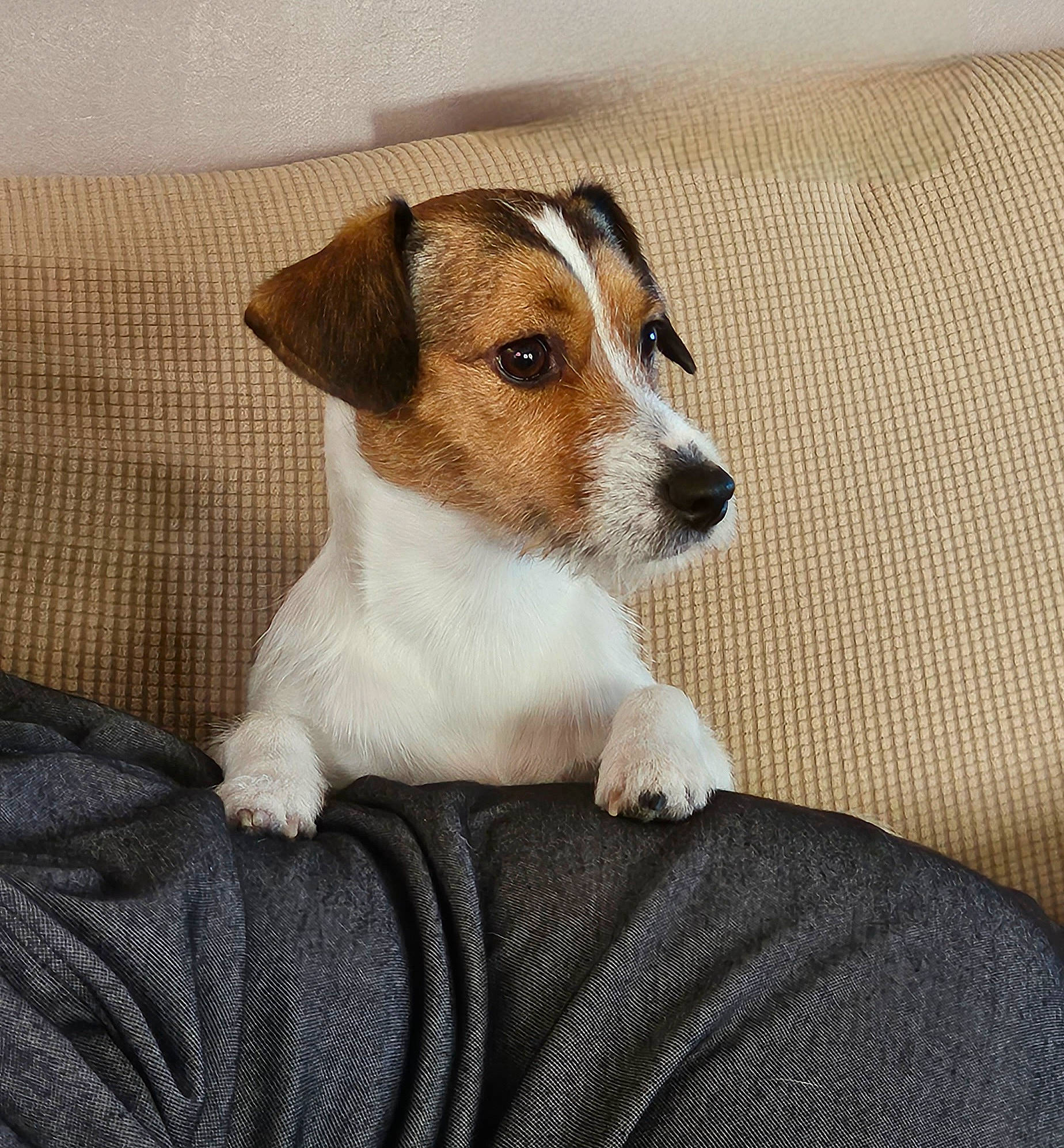 Socket participe au concours pour gagner de l'argent avec cette photo : canidae, carnivore, comfort, companion_dog, dog, dog_breed, drinkware, fawn, fur, irishjacks, paw, serveware, small_terrier, snout, sporting_group, terrestrial_animal, terrier, whiskers