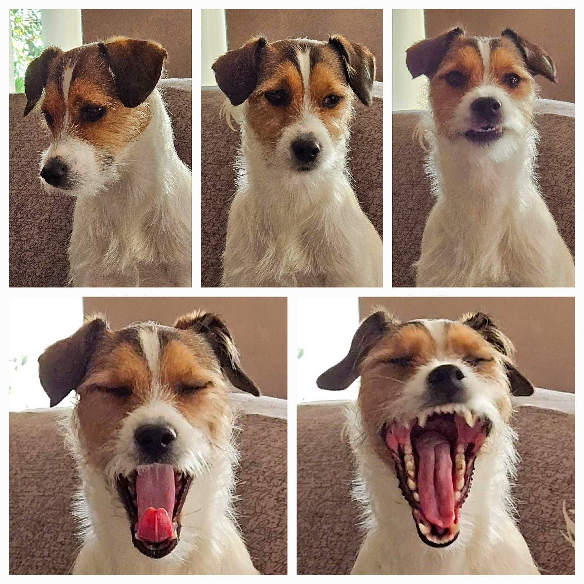 Socket a rejoint le concours — aidez-le/la à gagner de superbes lots ! ancient_dog_breeds, art, carnivore, collage, collar, companion_dog, dog, dog_breed, dog_collar, happy, mammal, pet_supply, photography, sharing, smile, snout, vertebrate, whiskers, white, working_animal