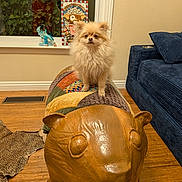Gibson is registered to the contest to win money with this photo: animal_shape, bench, blue_couch, carpet, cozy, cute, decor, dog, fur, furniture, home, indoor, living_room, ornament, patchwork, pet, pomeranian, reflection, window, wood_floor