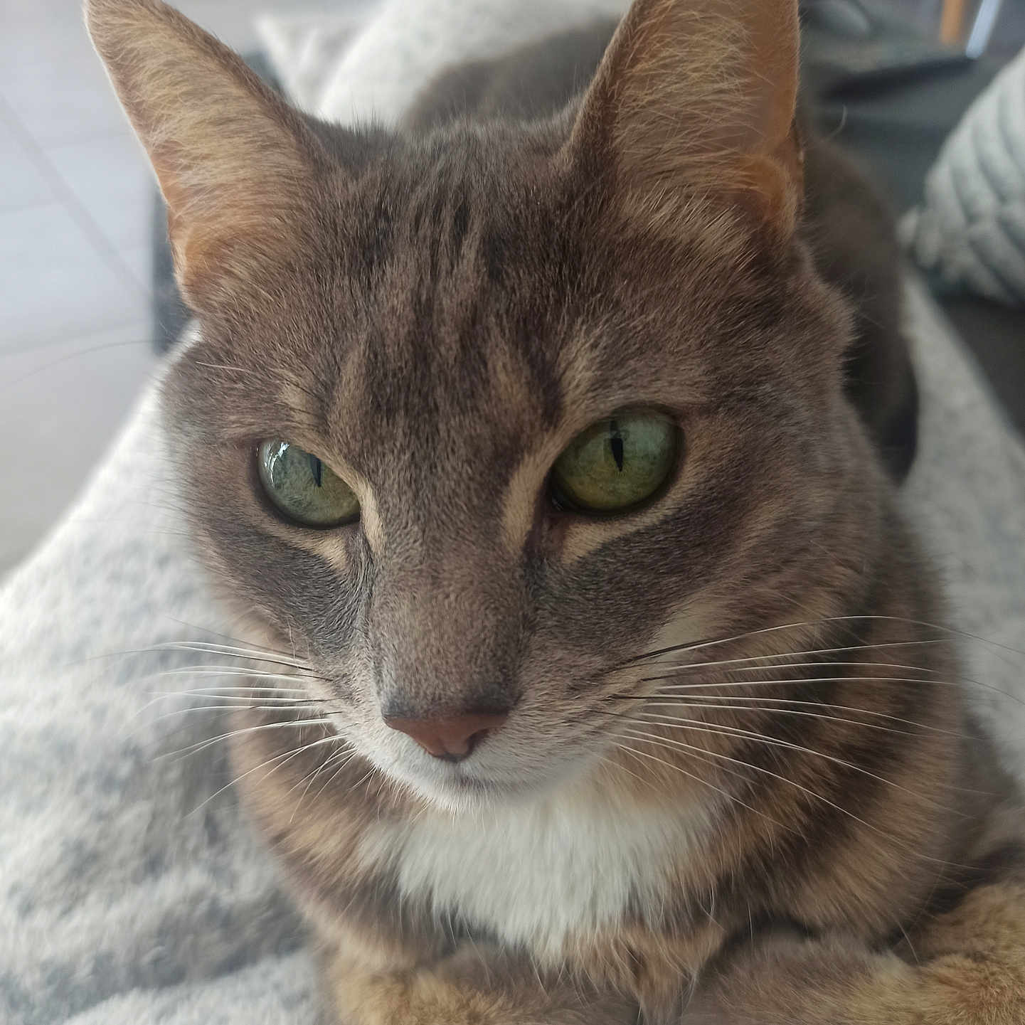 Bibinou