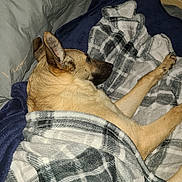 Nini is registered to the contest to win money with this photo: dog, canine, blanket, plaid_blanket, bed, pillow, sleeping, cozy, large_ears, muzzle, fur, paw, indoor, pet, resting, portrait, flash, cushion, bedroom, sheets