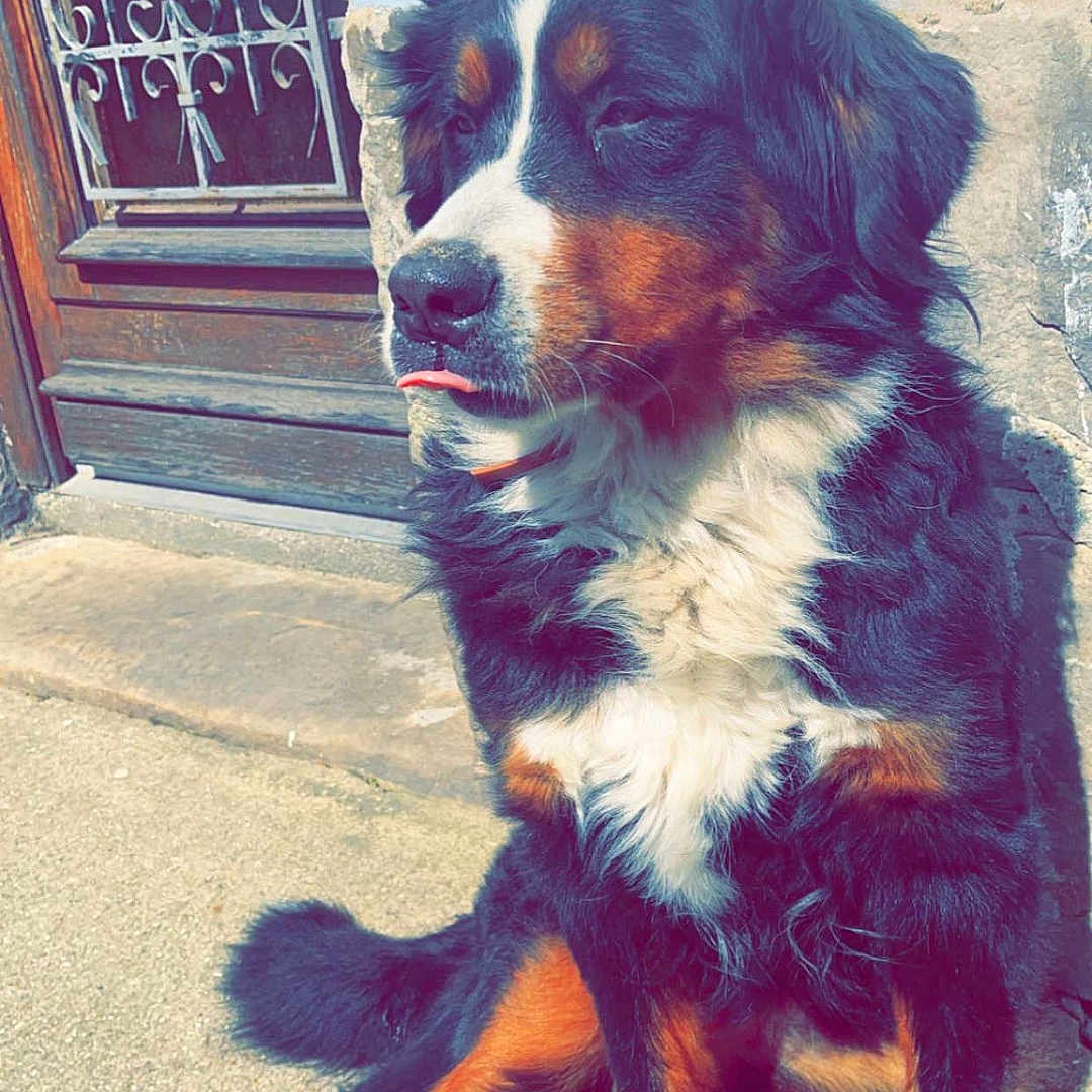 Olga a rejoint le concours — aidez-le/la à gagner de superbes lots ! accessories, animal, appenzeller, architecture, bodypart, building, canine, cockerspaniel, dog, door, house, housing, mat, mouth, person, pet, porch, puppy, snout, window