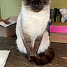 cat, siamese_cat, pet, animal, sitting, indoors, portrait, blue_eyes, pointed_ears, dark_face, cream_fur, brown_fur, whiskers, paws, tail, wooden_floor, cardboard_boxes, home, direct_gaze, close_up