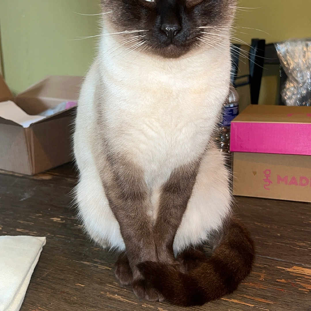 Cougar is registered to the contest to win money with this photo: cat, siamese_cat, pet, animal, sitting, indoors, portrait, blue_eyes, pointed_ears, dark_face, cream_fur, brown_fur, whiskers, paws, tail, wooden_floor, cardboard_boxes, home, direct_gaze, close_up